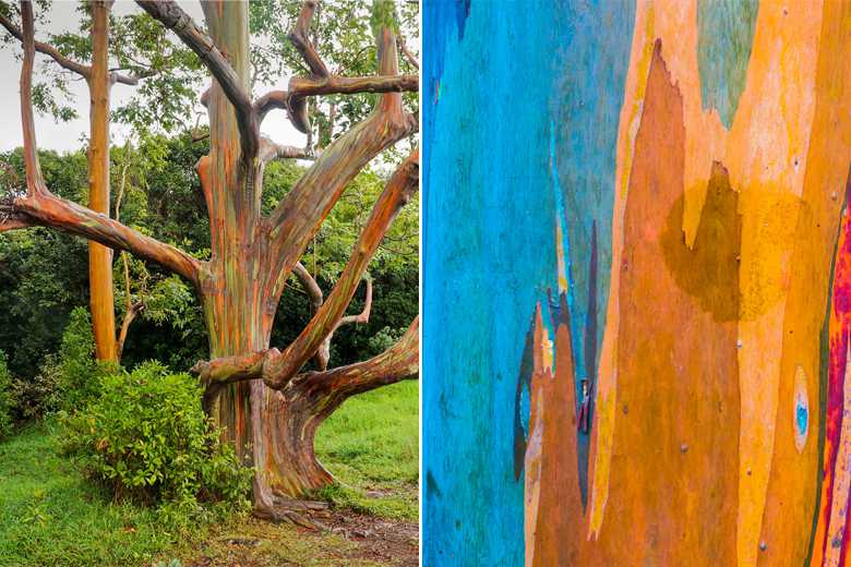L'étonnant tronc arc-en-ciel de l'eucalyptus deglupta