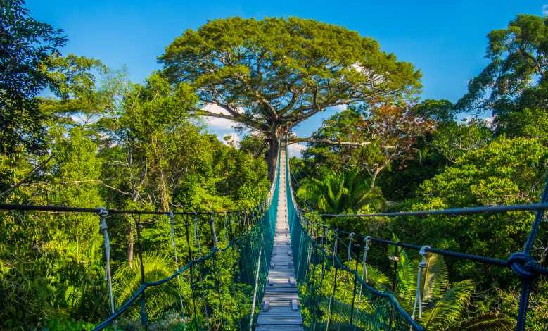 Irokko, l'application québécoise qui vous invite à planter 1 000 000 d’arbres au Québec et au Pérou