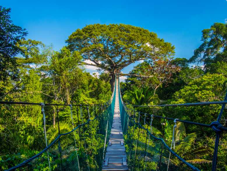 Irokko, l'application québécoise qui vous invite à planter 1 000 000 d’arbres au Québec et au Pérou