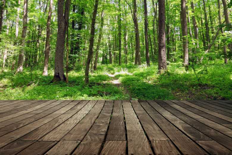 Irokko, l'application québécoise qui vous invite à planter 1 000 000 d’arbres au Québec et au Pérou