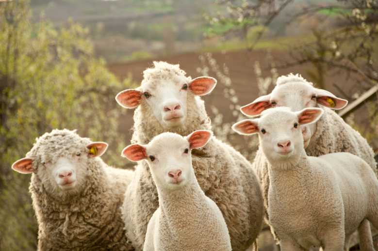 Patrimoine Sensoriel : grâce à cette loi, le coq Maurice (et tous les animaux de la campagne) peuvent continuer à chanter !