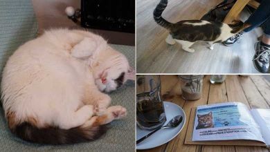 Lyon : Découvrez le restaurant "Au Bonheur des Chats" et adoptez votre compagnon pour la vie !