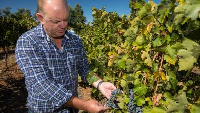Le réchauffement climatique menace 85% des régions viticoles