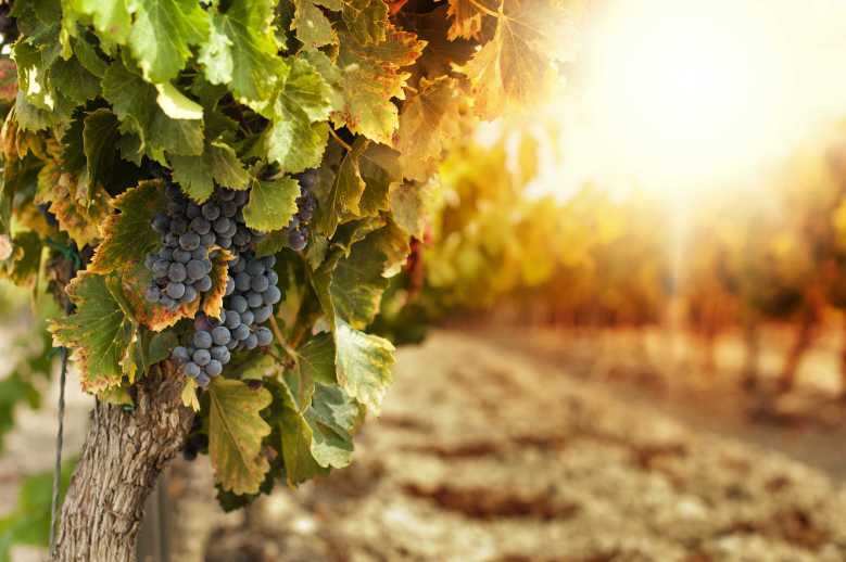 Le réchauffement climatique menace 85% des régions viticoles