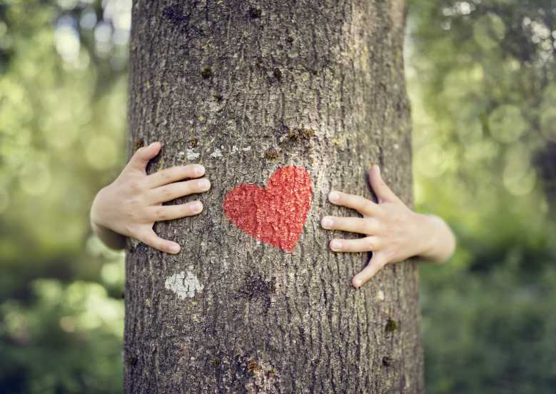 D Apres Ces Scientifiques Les Arbres Emettraient Des Battements De Cœur Neozone