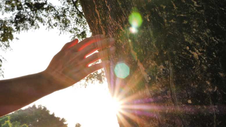 D'après ces scientifiques, les arbres émettraient des "battements de cœur"...