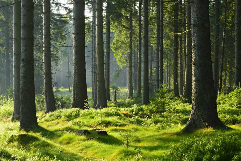 D'après ces scientifiques, les arbres émettraient des "battements de cœur"...