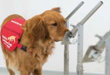 Angleterre : des chiens dressés pour flairer et détecter les personnes malades du Covid-19