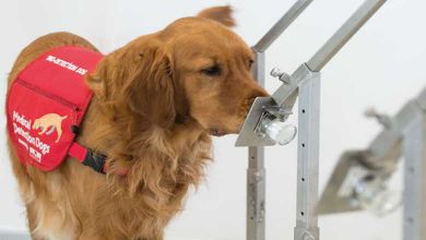 Angleterre : des chiens dressés pour flairer et détecter les personnes malades du Covid-19