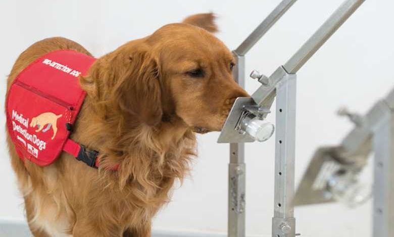 Angleterre : des chiens dressés pour flairer et détecter les personnes malades du Covid-19