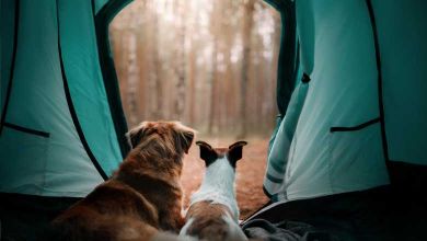 La Rochelle : le maire ouvre le camping municipal aux SDF et à leurs animaux !