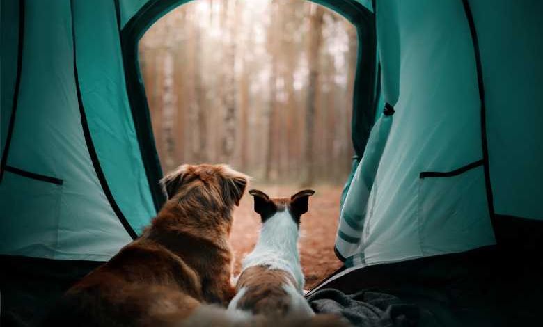 La Rochelle : le maire ouvre le camping municipal aux SDF et à leurs animaux !