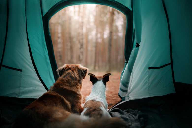 La Rochelle : le maire ouvre le camping municipal aux SDF et à leurs animaux !