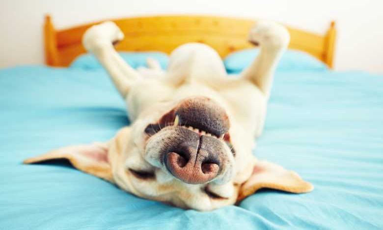 L'hôtel Homes2 Suite accueille des chiens abandonnés que les clients peuvent également adopter