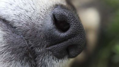 L'institut Marie Curie lance le projet KDOG, des chiens renifleurs de cancers du sein