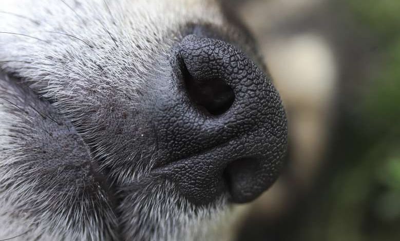 L'institut Marie Curie lance le projet KDOG, des chiens renifleurs de cancers du sein