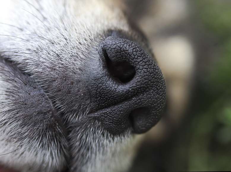 L'institut Marie Curie lance le projet KDOG, des chiens renifleurs de cancers du sein