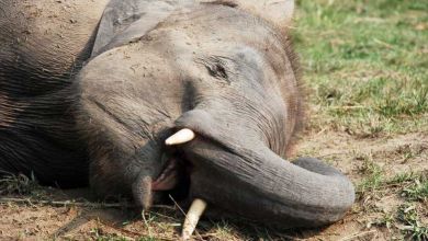 Chine : un troupeau d’éléphants a bu toutes les réserves de vin d'un village et s'est endormi complètement ivre dans les plantations de thé...