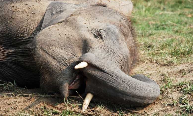 Chine : un troupeau d’éléphants a bu toutes les réserves de vin d'un village et s'est endormi complètement ivre dans les plantations de thé...