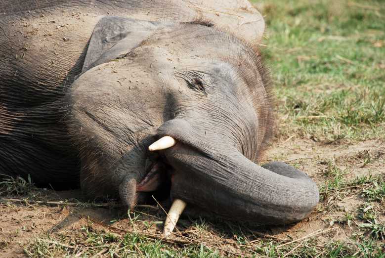 Chine : un troupeau d’éléphants a bu toutes les réserves de vin d'un village et s'est endormi complètement ivre dans les plantations de thé...