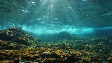 A cause des avalanches sous-marines, les microplastiques envahissent les fonds marins