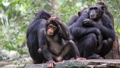 L'île aux singes : des chimpanzés de laboratoire ont été abandonnés sur une île pour qu'ils meurent de faim. Un ancien soigneur les nourrit depuis 20 ans...