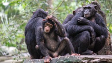 L'île aux singes : des chimpanzés de laboratoire ont été abandonnés sur une île pour qu'ils meurent de faim. Un ancien soigneur les nourrit depuis 20 ans...