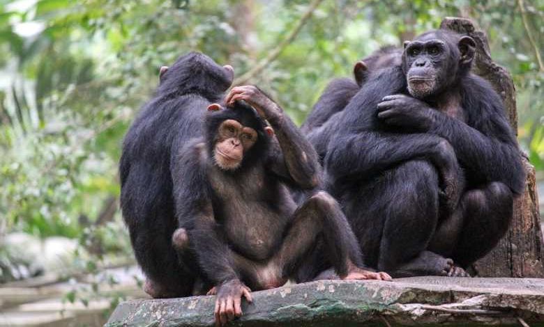 L'île aux singes : des chimpanzés de laboratoire ont été abandonnés sur une île pour qu'ils meurent de faim. Un ancien soigneur les nourrit depuis 20 ans...