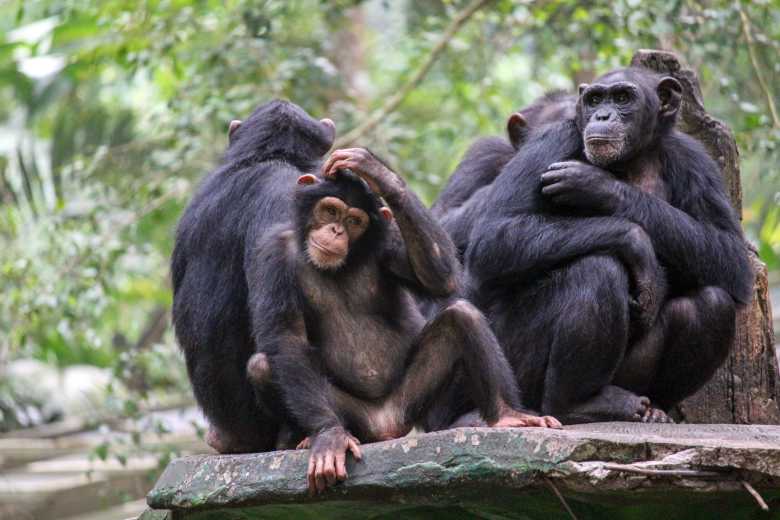 L'île aux singes : des chimpanzés de laboratoire ont été abandonnés sur une île pour qu'ils meurent de faim. Un ancien soigneur les nourrit depuis 20 ans...