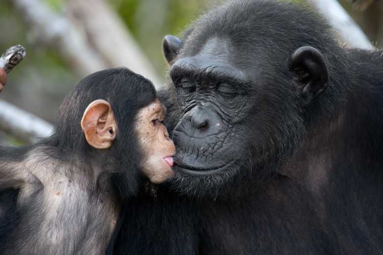 L'île aux singes : des chimpanzés de laboratoire ont été abandonnés sur une île pour qu'ils meurent de faim. Un ancien soigneur les nourrit depuis 20 ans...