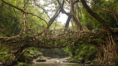 Cette tribu indienne construit des magnifiques ponts « naturels » et vivants