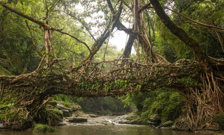 Cette tribu indienne construit des magnifiques ponts « naturels » et vivants
