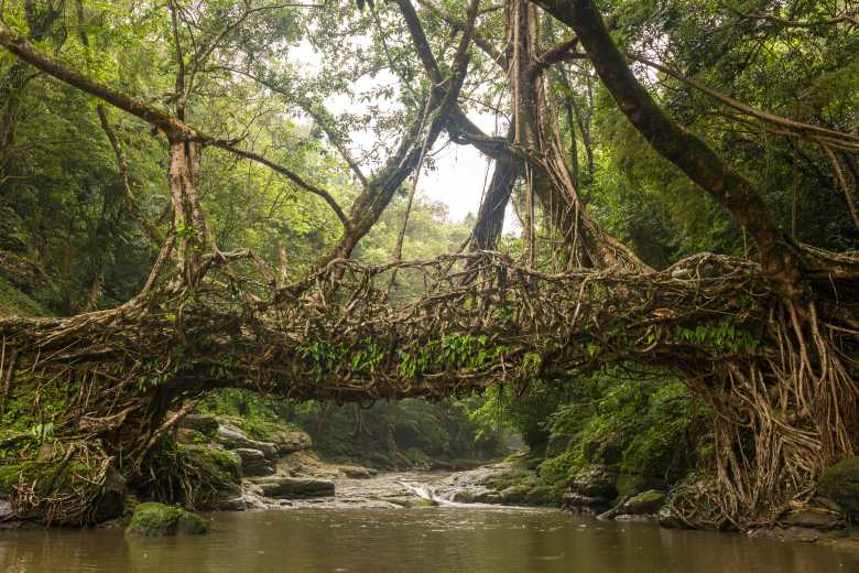 Cette tribu indienne construit des magnifiques ponts « naturels » et vivants