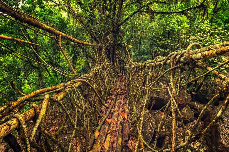 Cette tribu indienne construit des magnifiques ponts « naturels » et vivants