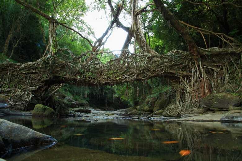 Cette tribu indienne construit des magnifiques ponts « naturels » et vivants