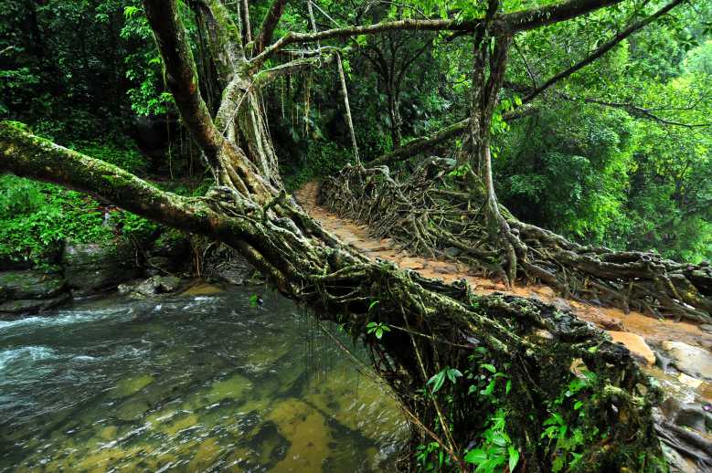 Cette tribu indienne construit des magnifiques ponts « naturels » et vivants