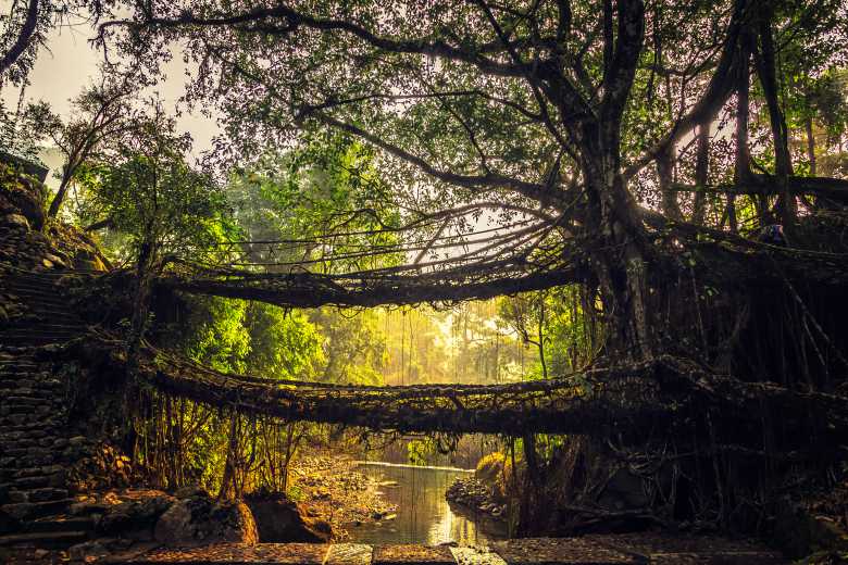 Cette tribu indienne construit des magnifiques ponts « naturels » et vivants