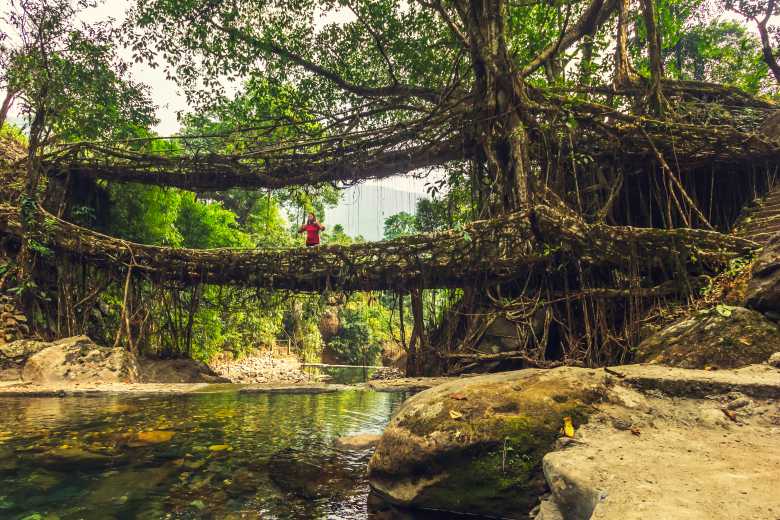 Cette tribu indienne construit des magnifiques ponts « naturels » et vivants