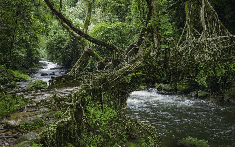 Cette tribu indienne construit des magnifiques ponts « naturels » et vivants