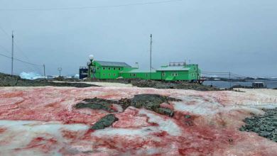Réchauffement climatique : la péninsule antarctique se couvre d'un manteau de neige rouge sang !