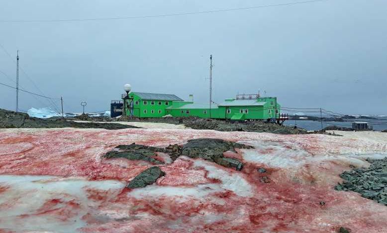 Réchauffement climatique : la péninsule antarctique se couvre d'un manteau de neige rouge sang !