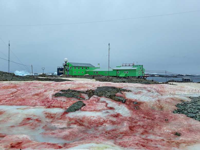 Réchauffement climatique : la péninsule antarctique se couvre d'un manteau de neige rouge sang !