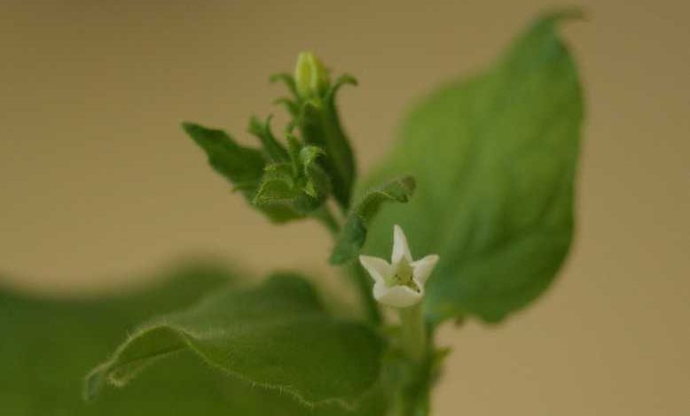 Coronavirus : PMI développe un vaccin avec une plante cousine du tabac