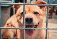 le Gouvernement accorde une tolérance de déplacements pour l’adoption d’animaux en refuge