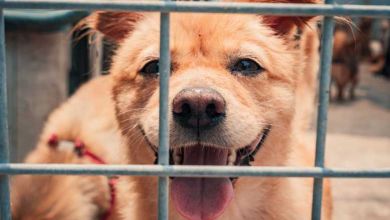 le Gouvernement accorde une tolérance de déplacements pour l’adoption d’animaux en refuge