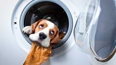 Les vétérinaires s'alarment ! Ne lavez pas vos animaux avec de l'eau de Javel ou du gel hydroalcoolique !