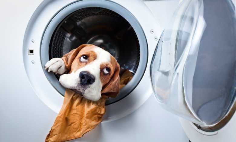 Les vétérinaires s'alarment ! Ne lavez pas vos animaux avec de l'eau de Javel ou du gel hydroalcoolique !