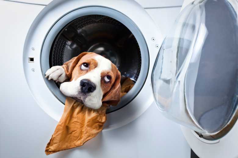 Les vétérinaires s'alarment ! Ne lavez pas vos animaux avec de l'eau de Javel ou du gel hydroalcoolique !