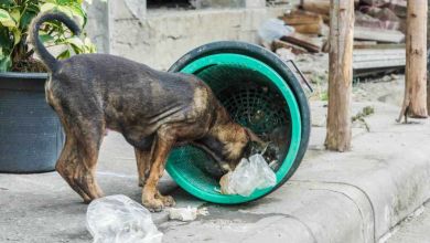 COVID-19 : l'étude concernant une éventuelle transmission du virus par les chiens errants remise en cause par plusieurs scientifiques