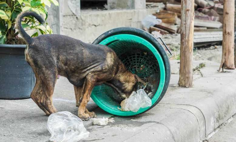 COVID-19 : l'étude concernant une éventuelle transmission du virus par les chiens errants remise en cause par plusieurs scientifiques